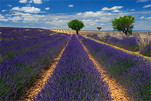 frankreich lavendel